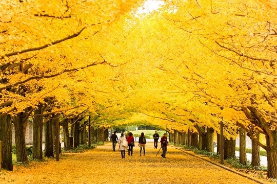 Tour du lịch Hàn Quốc ghép đoàn khởi hành giá rẻ
