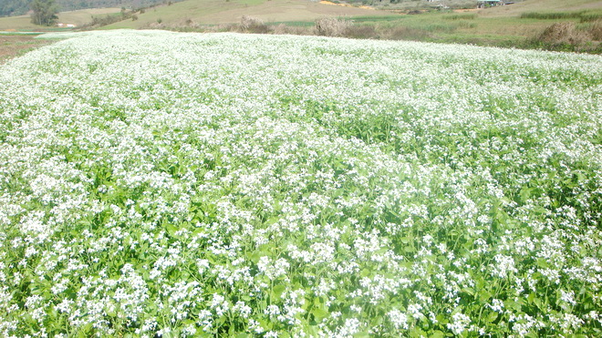 tour-mộc-châu-mùa-hoa-cải